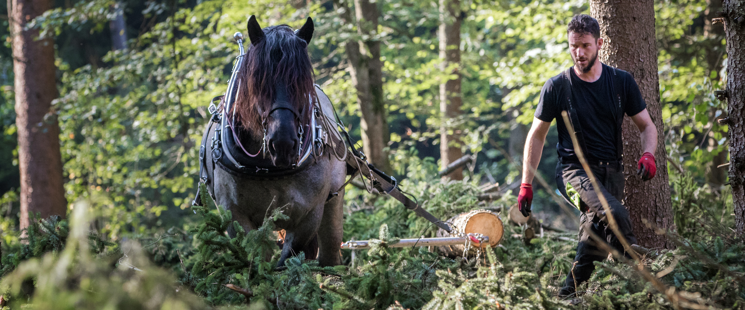 Arbeiten im Forst im Sommer