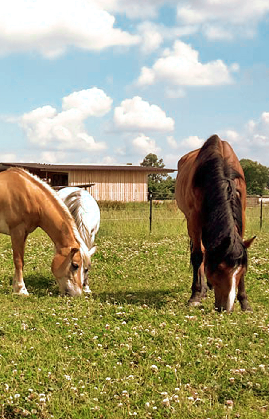 Biohof Arzberger Capomoro Paddock Trailanlage im Sommer
