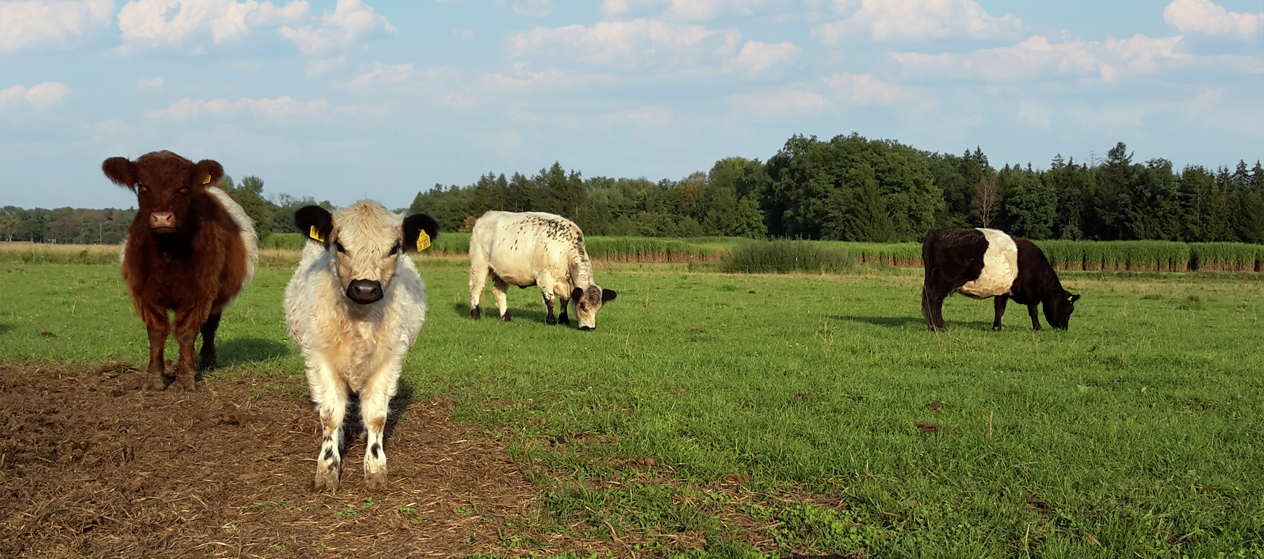 Biohof Arzberger Galloways auf der Wiese im Sommer