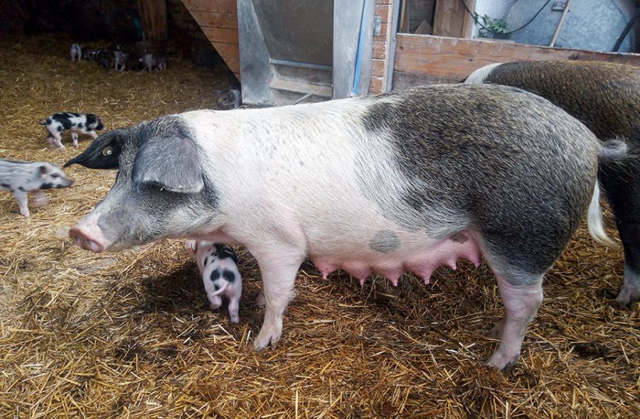 Schwein Mutter mit Ferkel