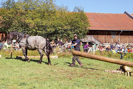 Biohof Arzberger Holzrücken mit Pferdezug im Wald 