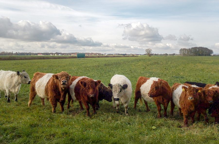 Galloways im hohem Gras auf der Wiese beim Füttern