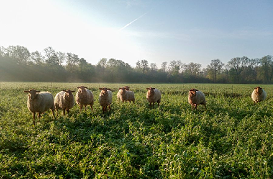 Schafe auf der Wiese