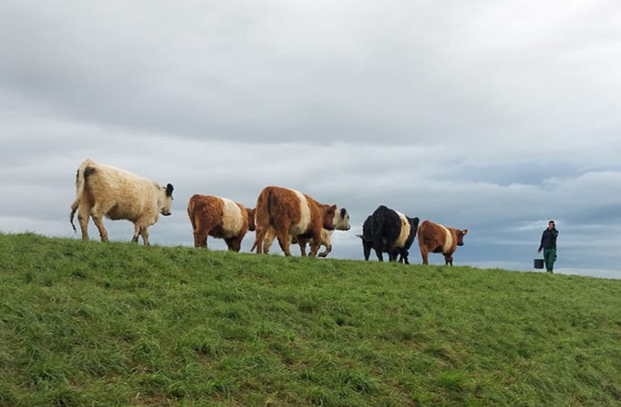 Galloways im Sommer auf der Wiese