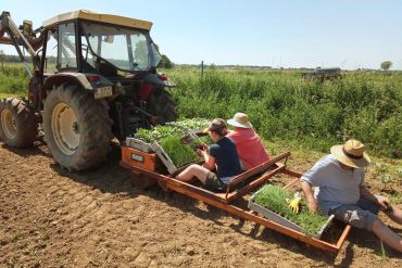 Biohof Arzberger Gemüseanbau