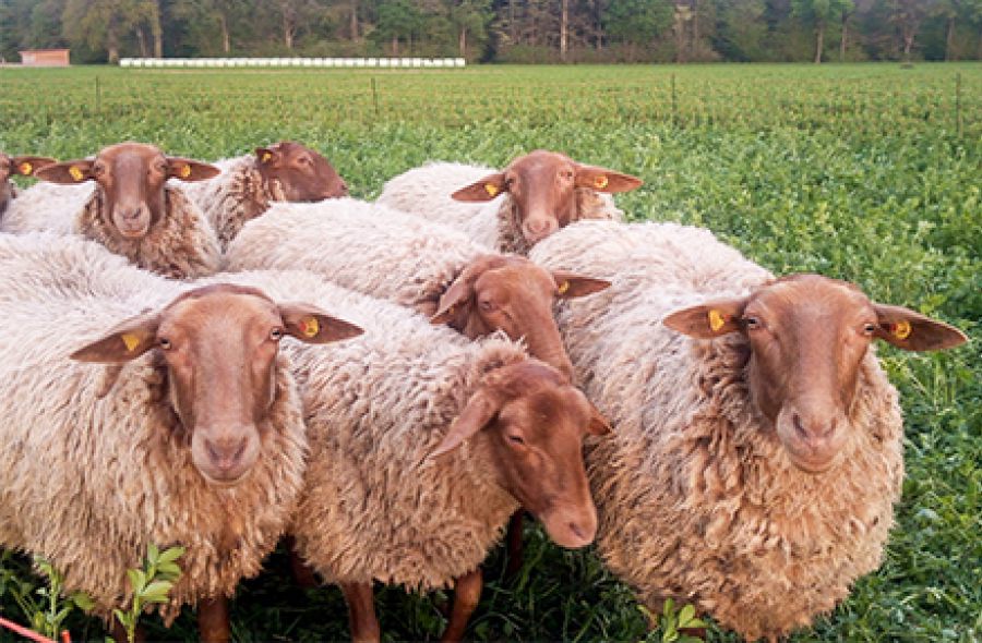 Viele Schafe