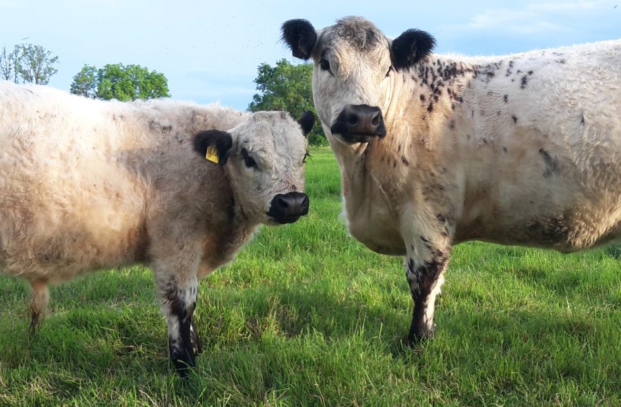 Braune, schwarze und hellbraune Galloways auf der Wiese