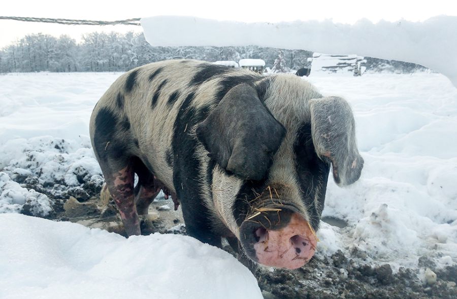 Schwein