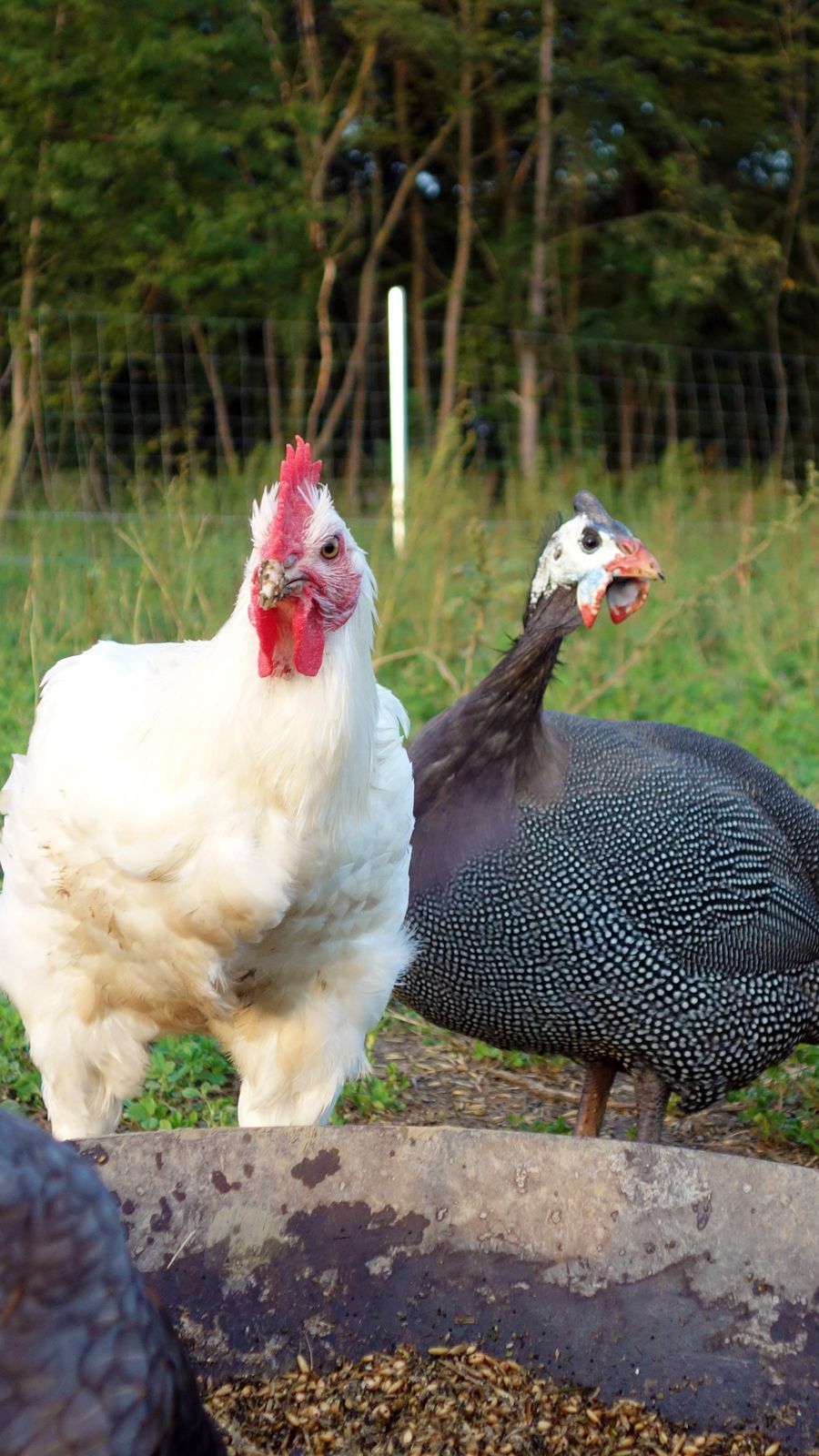 Geflügel - Bresselhuhn und Perlhuhn