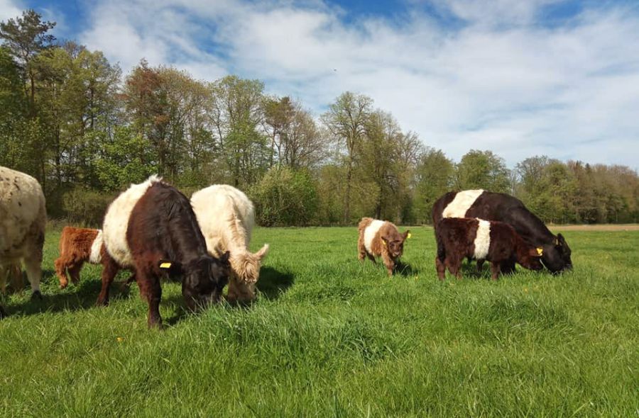 Galloways im Sommer auf der Wiese