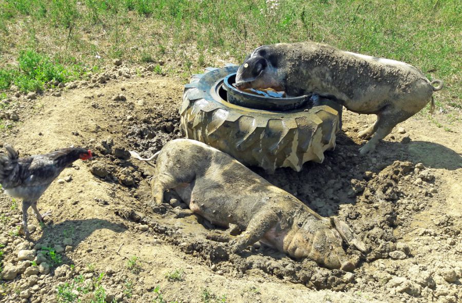 Schweinerasse Bunte Bentheimer mit Geflügel