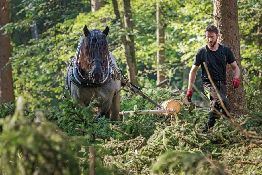 Biohof Arzberger Holzrücken mit Pferdezug im Wald 