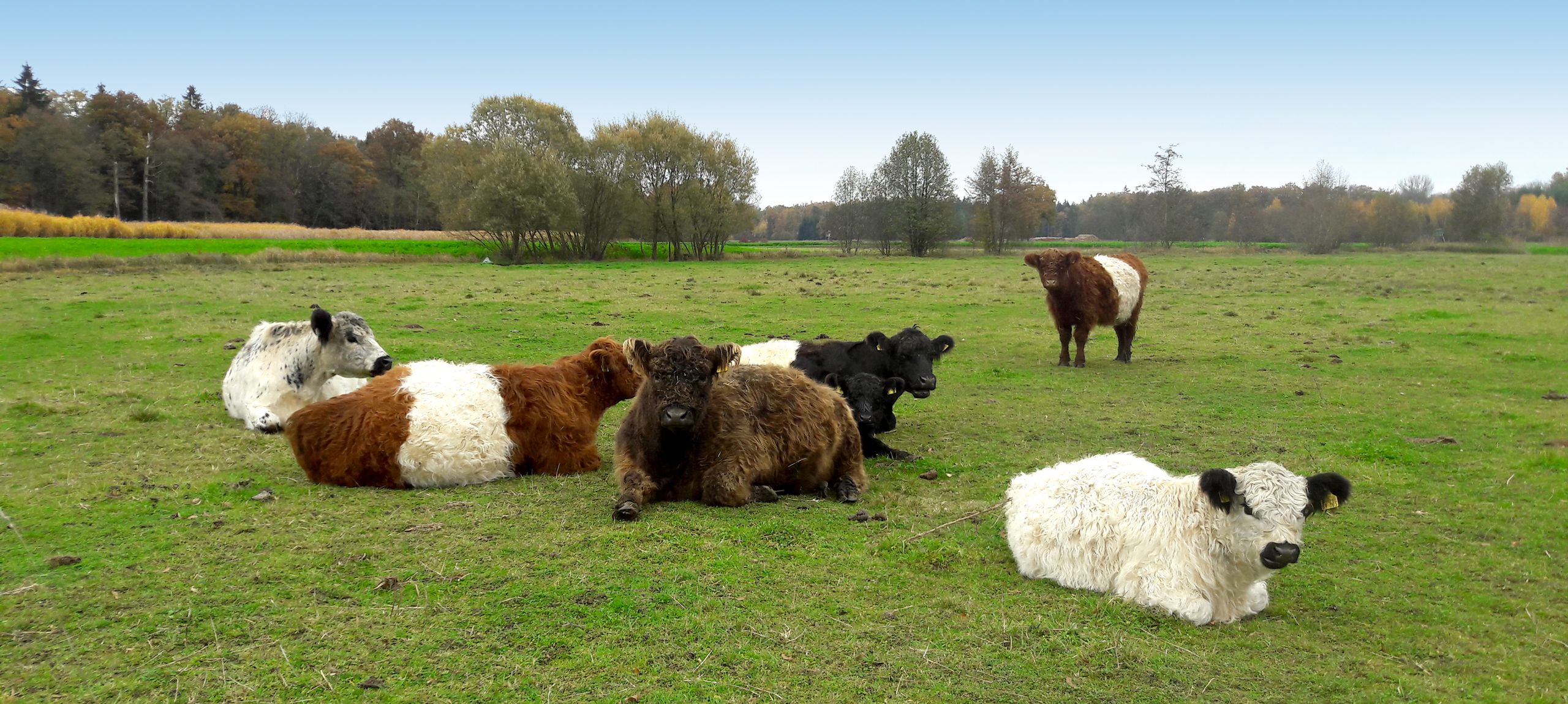 Biohof Arzberger Galloways auf der Wiese