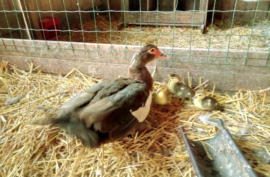 Perlhuhn mit Küken im Stall