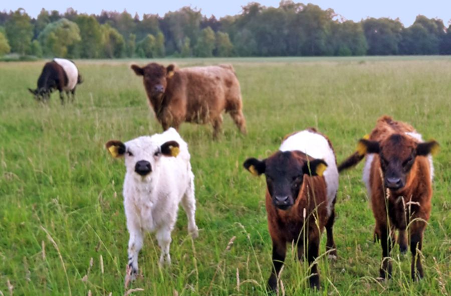 Gallowaykälbchen auf der Wiese im Sommer