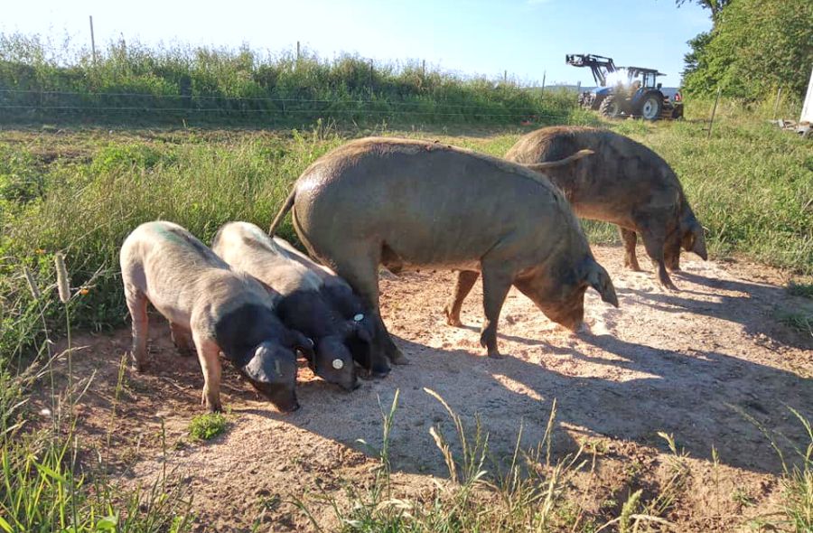 Schweinerasse Bunte Bentheimer auf der Wiese