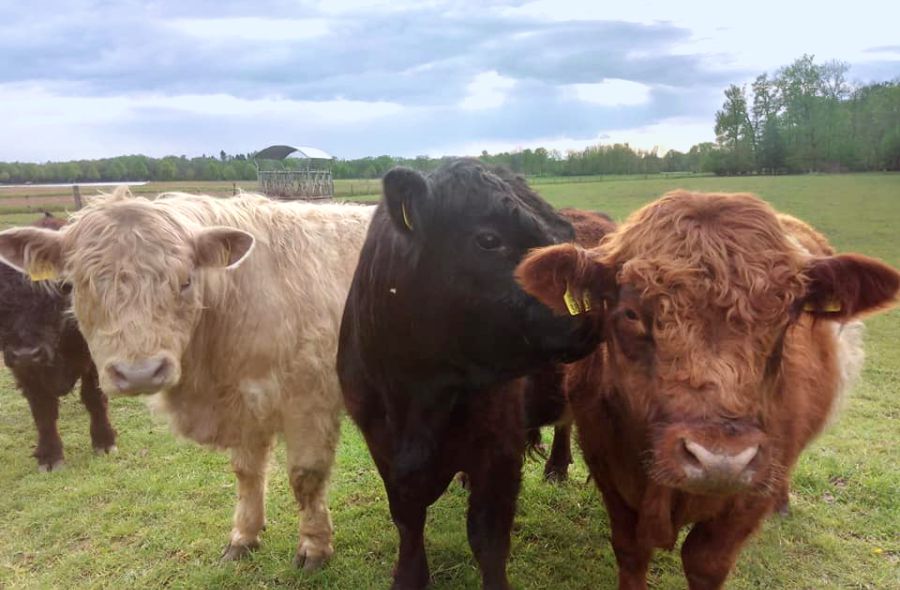 Braune, schwarze und hellbraune Galloways auf der Wiese