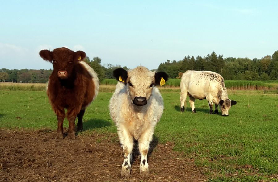 Drei Galloways auf der Wiese im Sommer