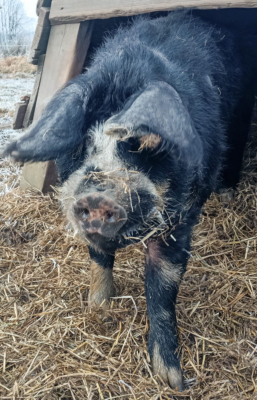 Schweine