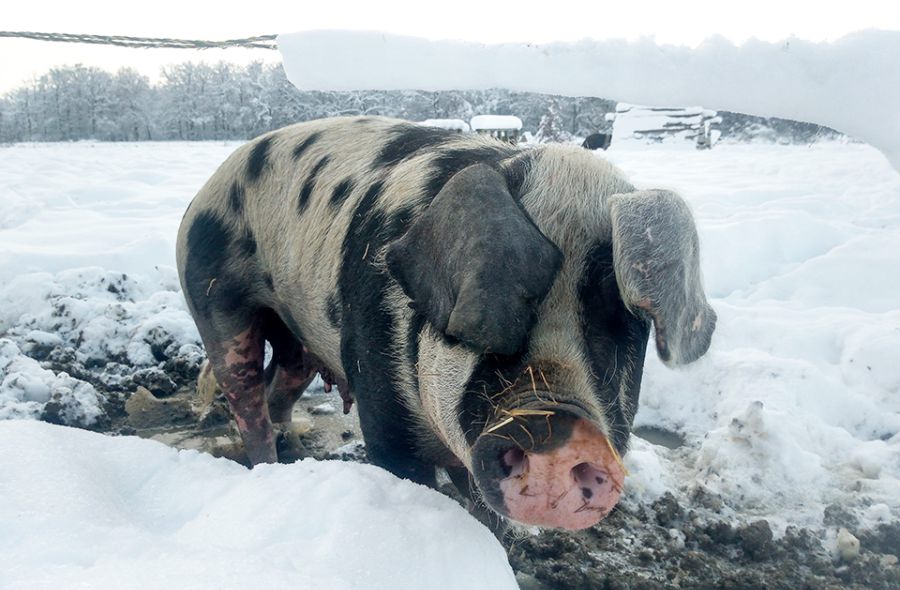 Schwein