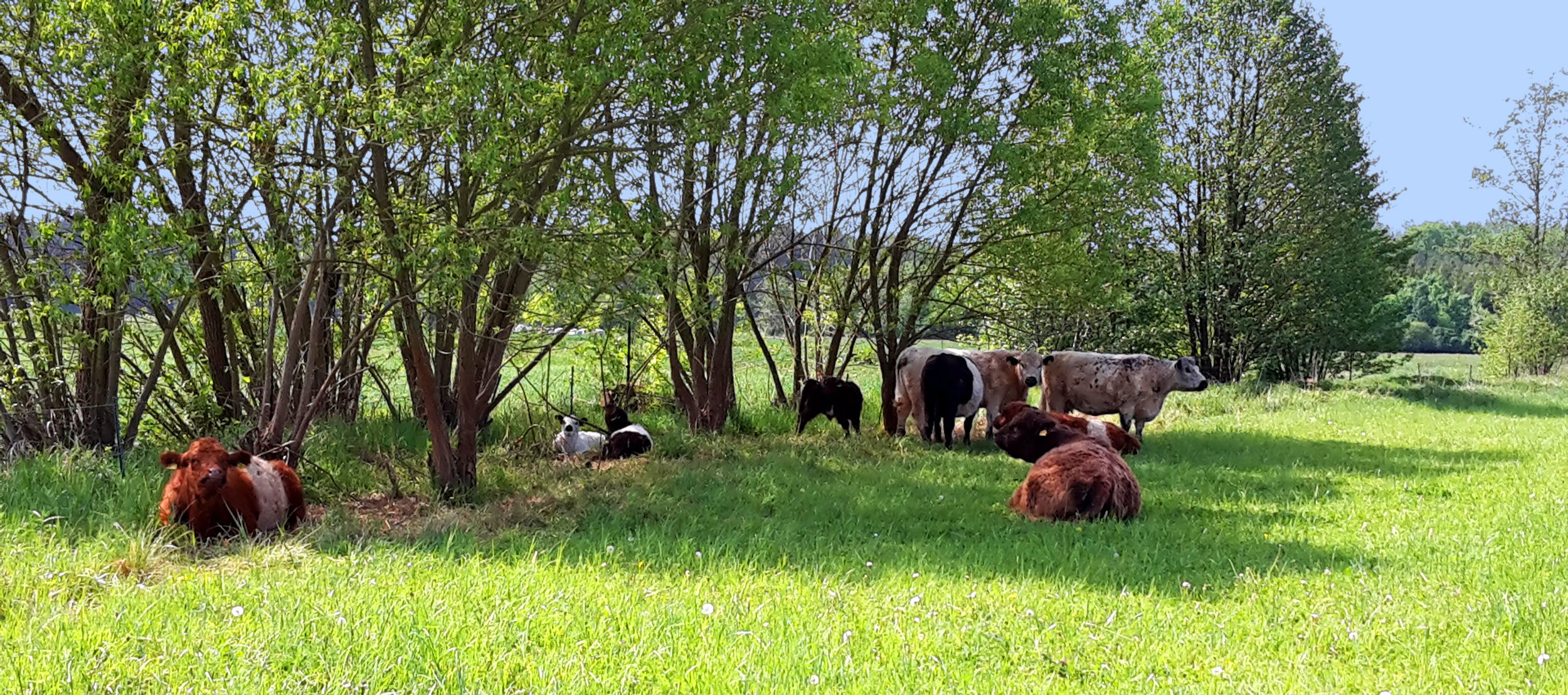 Biohof Arzberger Galloways auf der Wiese im Sommer