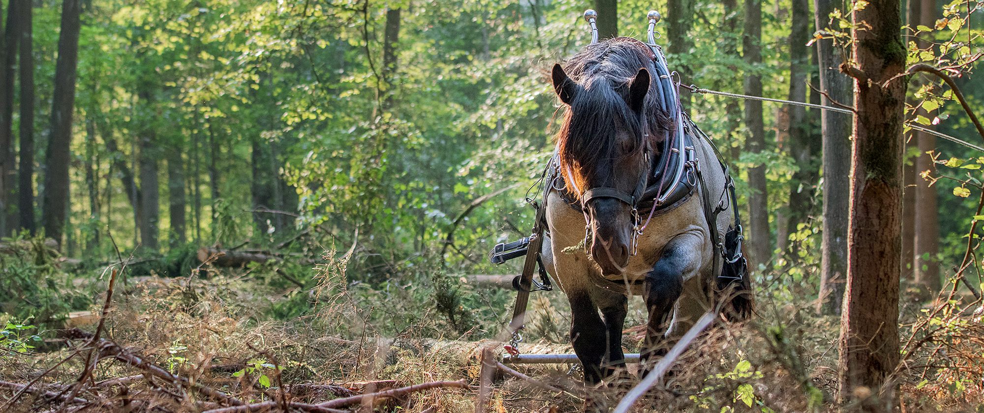 Biohof Arzberger Holzrücken im Wald mit Pferdezug