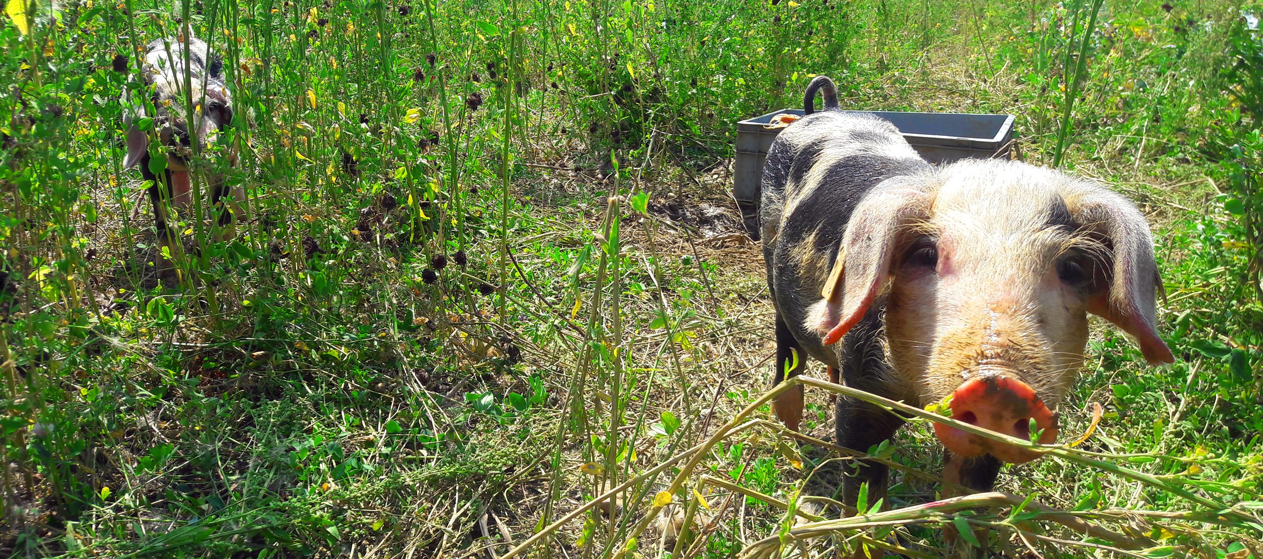 Schweinerasse Bunte Bentheimer auf der Wiese