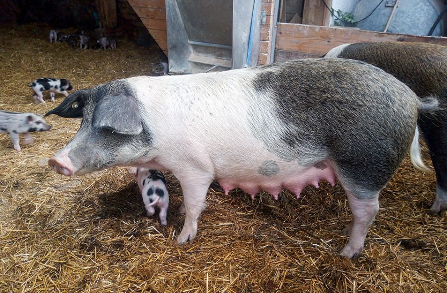 Schwein Mutter mit Ferkel