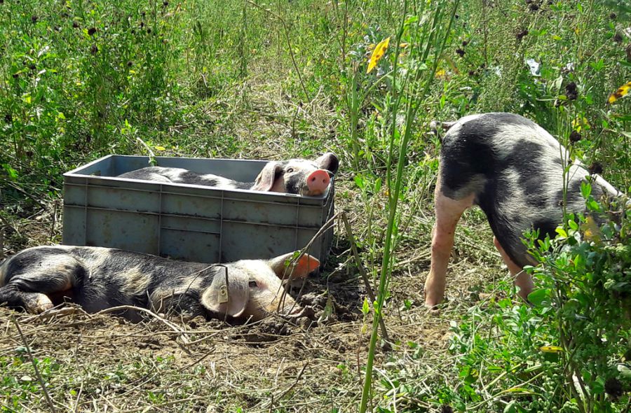 Schweinerasse Bunte Bentheimer auf Wiese