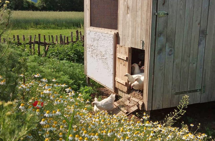 Geflügelhaus auf der grünen Wiese