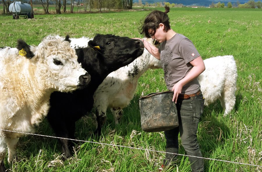 Galloways im hohem Gras auf der Wiese beim Füttern