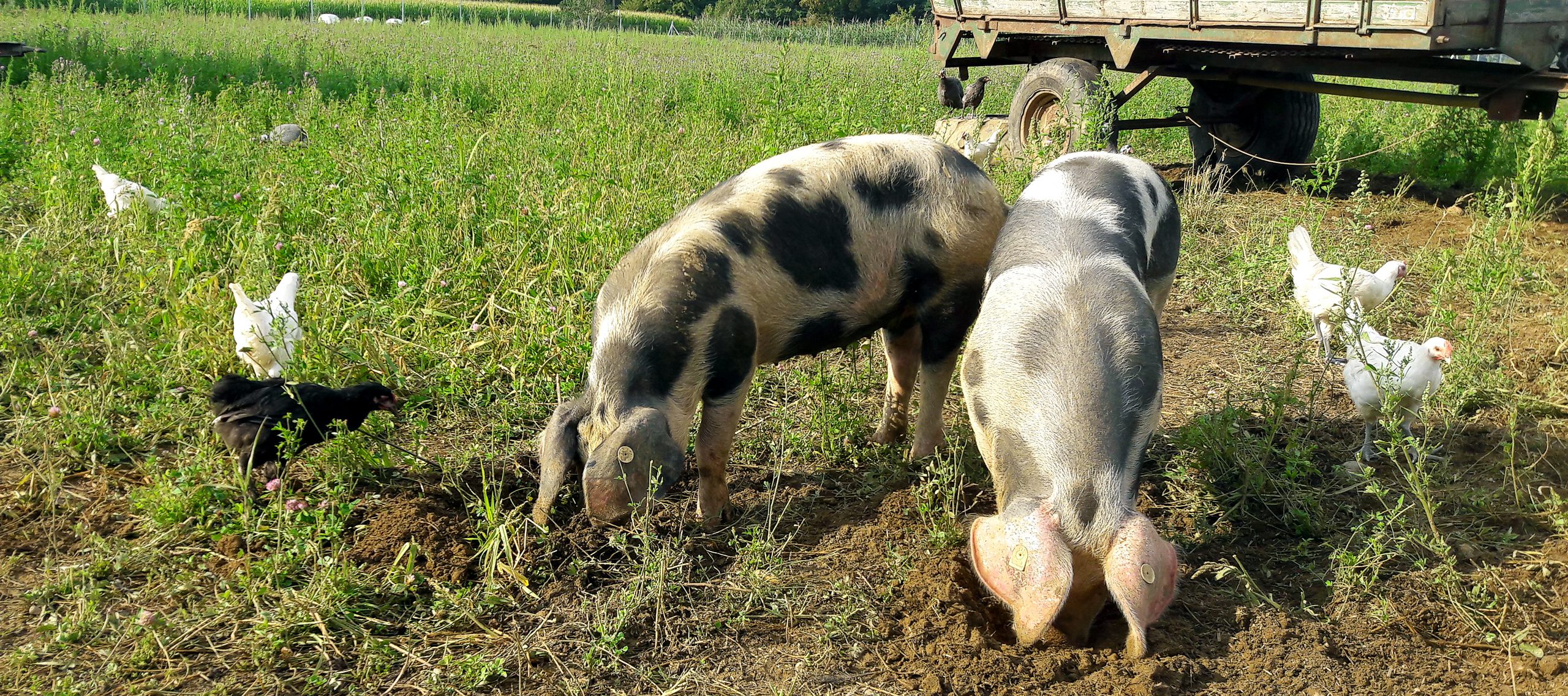 Biohof Arzberger Bunte Bentheimer auf der Wiese